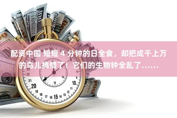 配资中国 短短 4 分钟的日全食，却把成千上万的鸟儿搞懵了！它们的生物钟全乱了……
